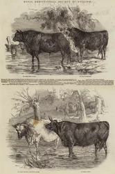 Sociedade Real Agrícola da Inglaterra